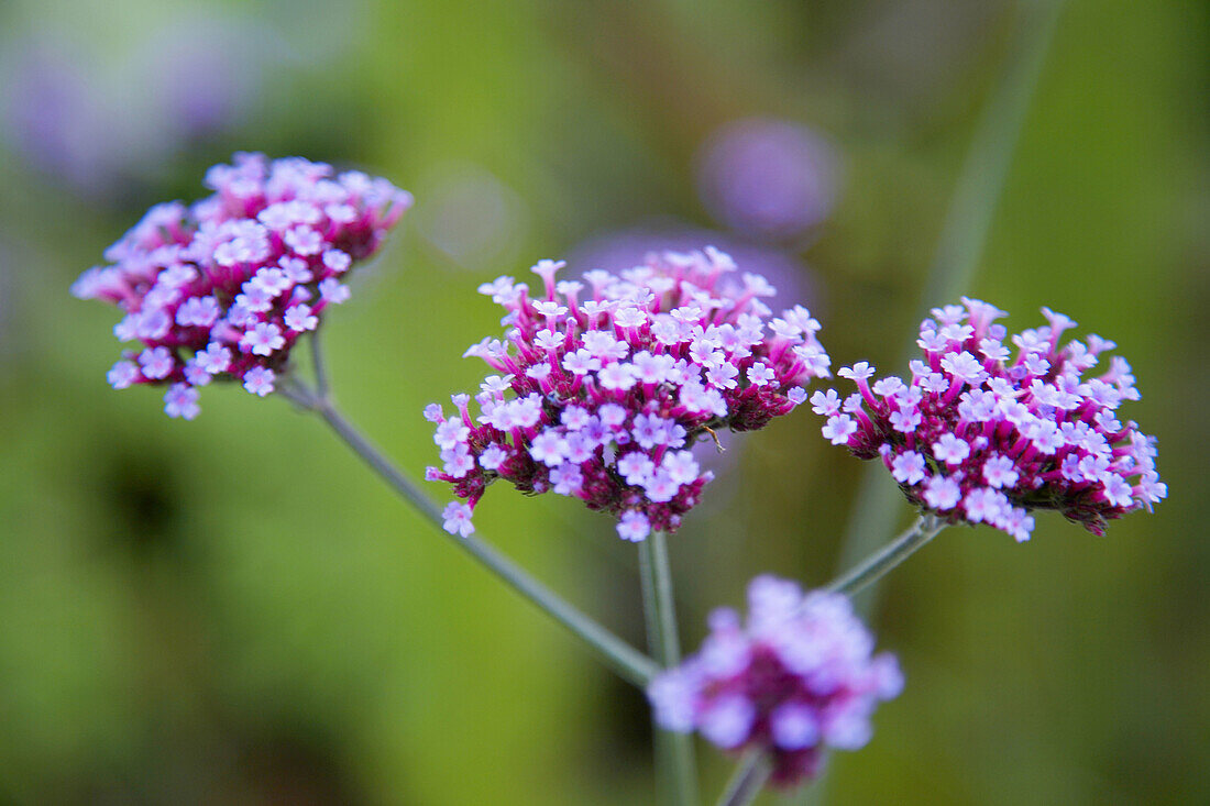 Purple flowers growing outdoors