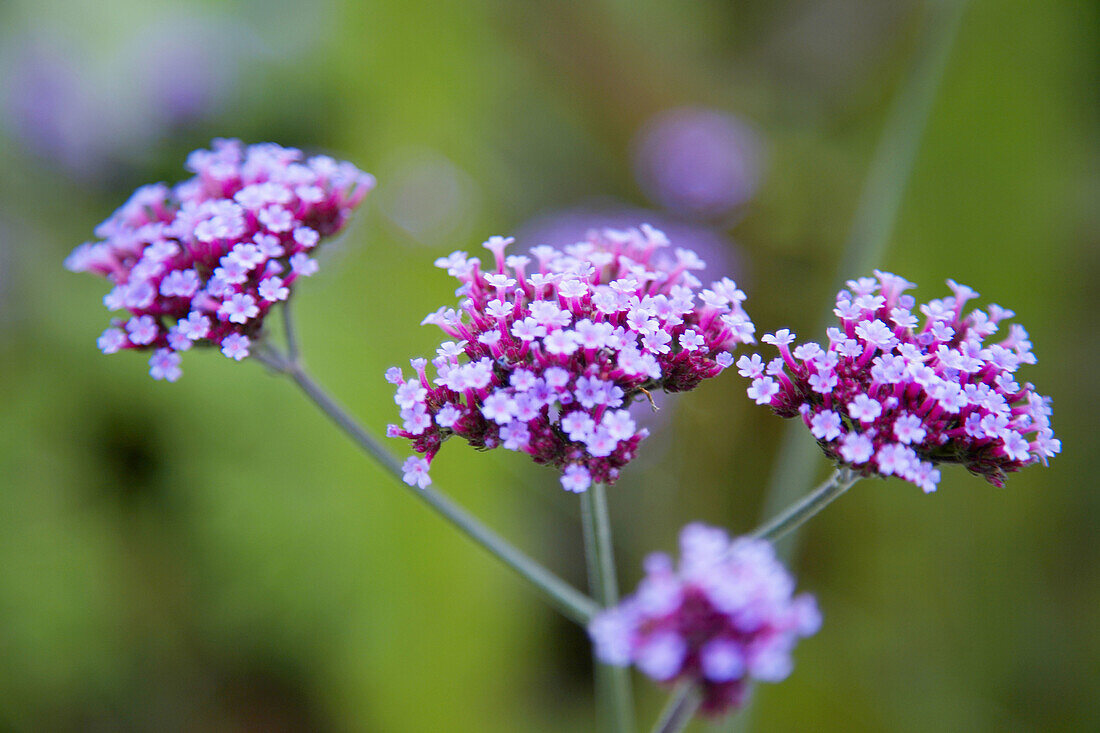 Violette Blumen im Freiland