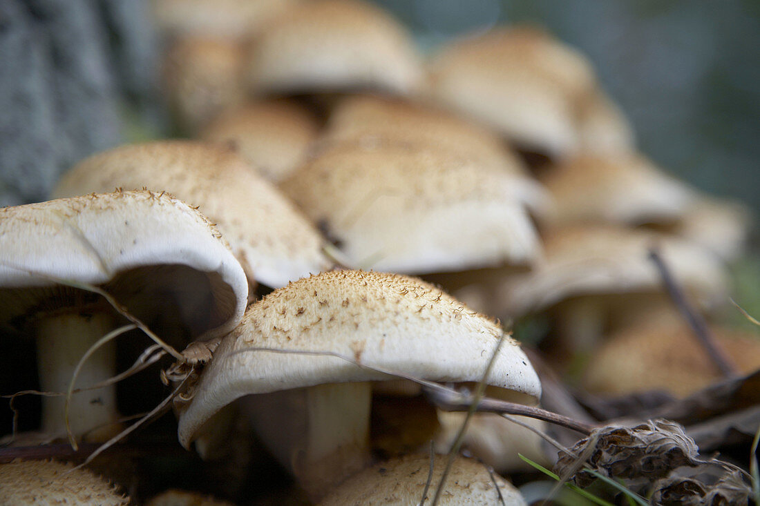 Wild mushrooms growing outdoors