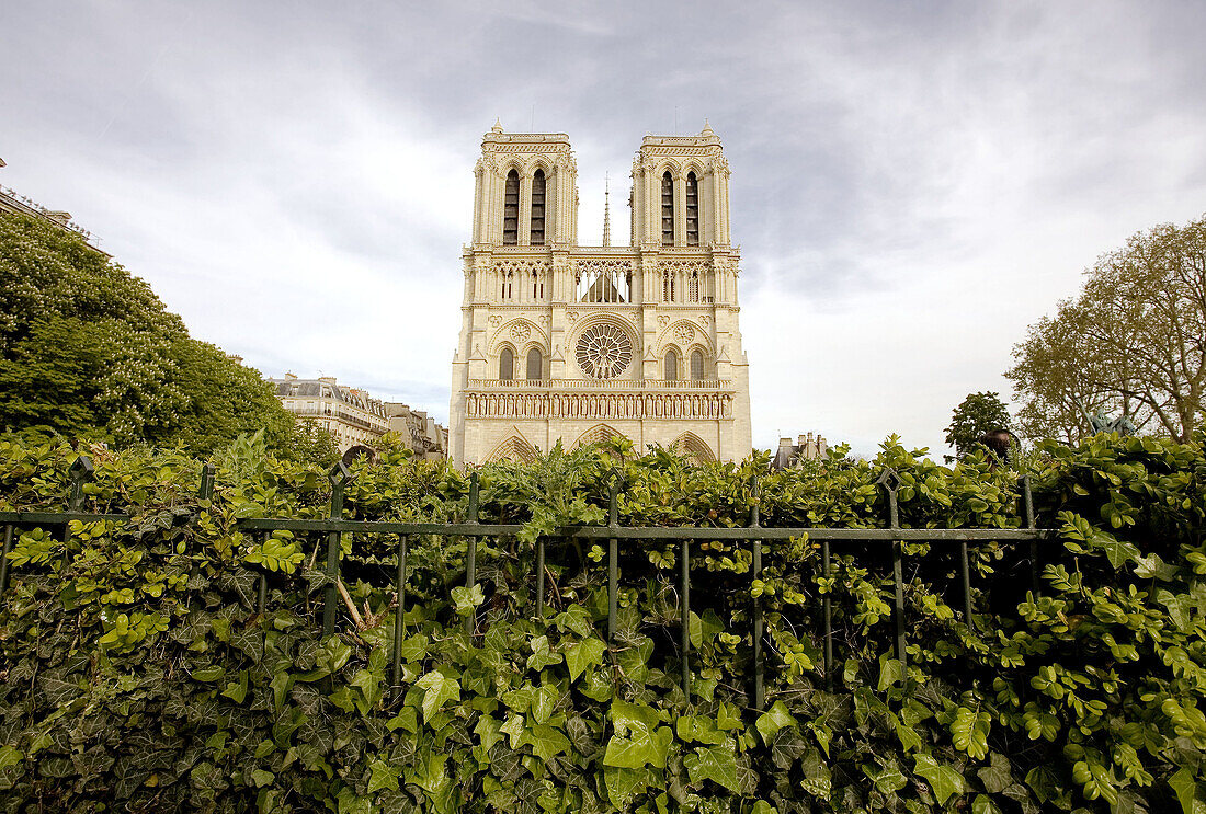 Notre Dame de Paris in spring,  Ile de la Cité,  Paris,  France