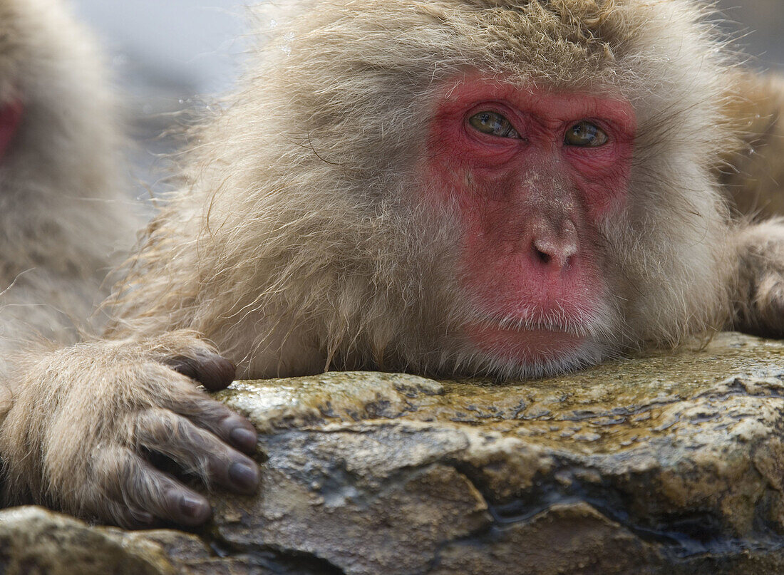 Japanese Macaque Macaca fuscata,  Jigokudani Yaen-koen,  Nagano Prefecture Japan