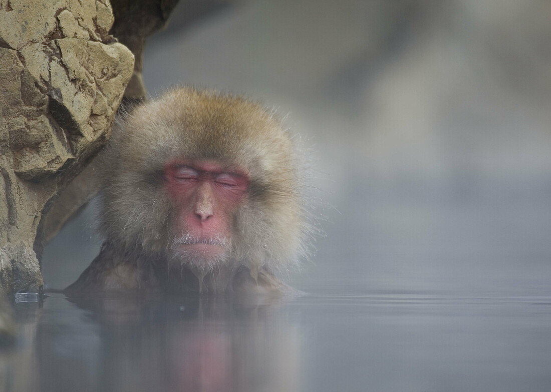 Japanese Macaque Macaca fuscata,  relaxing inside the thermal springs,  Jigokudani Yaen-Koen,  Nagano Prefecture,  Japan
