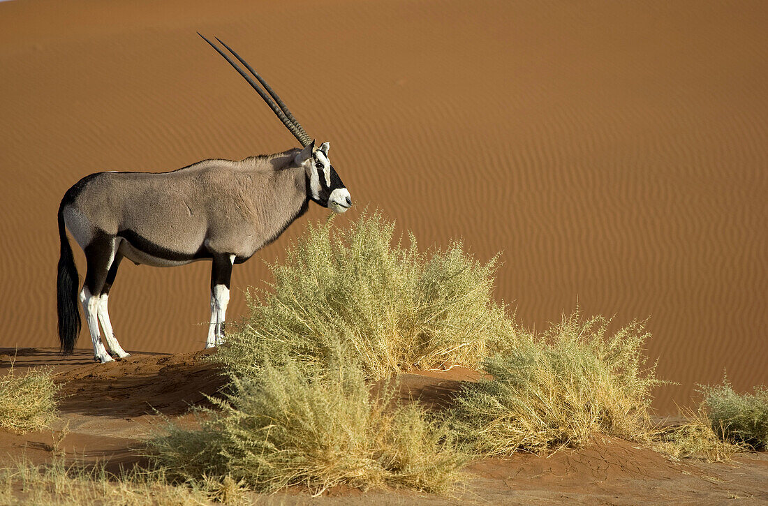 Gemsbok (Oryx gazella) eating some Nara bush (Acanthosicyos horrida)  in the desert,  Namib_Naukluft National Park,  Namib desert,  Namibia