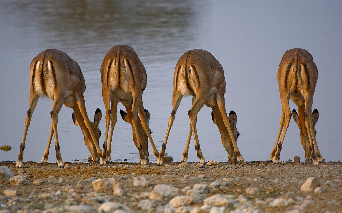 Black_faced Impala (Aepyceros melampus petersi) _ Females,  drinking water,  Etosha National Park,  Namibia