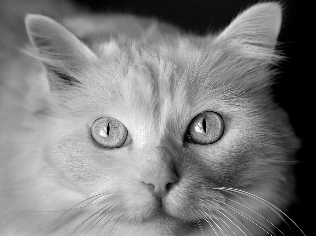 Animal, Animals, b&w, black-and-white, Cat, Cats, Close up, Close-up, Closeup, Contemporary, Domestic animal, Domestic animals, Domestic cat, Domestic cats, face, faces, Facing camera, Feline, Felines, Felis catus, headshot, headshots, indoor, indoors, in