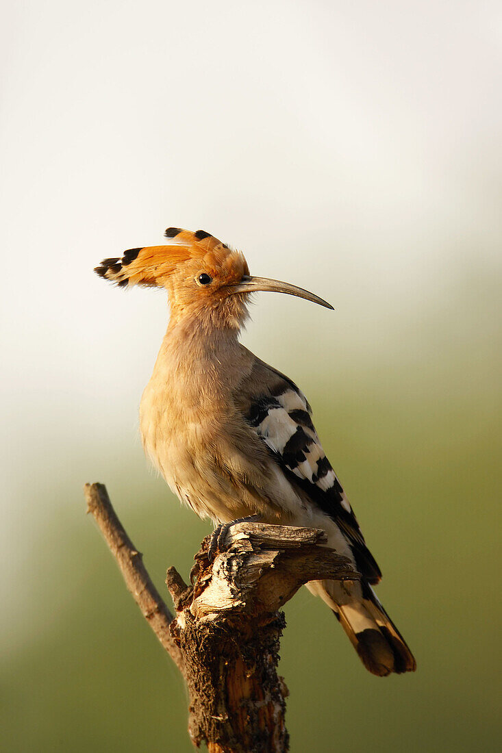 Common Hoopoe. Keoladeo Ghana National Park,  Rajasthan,  India