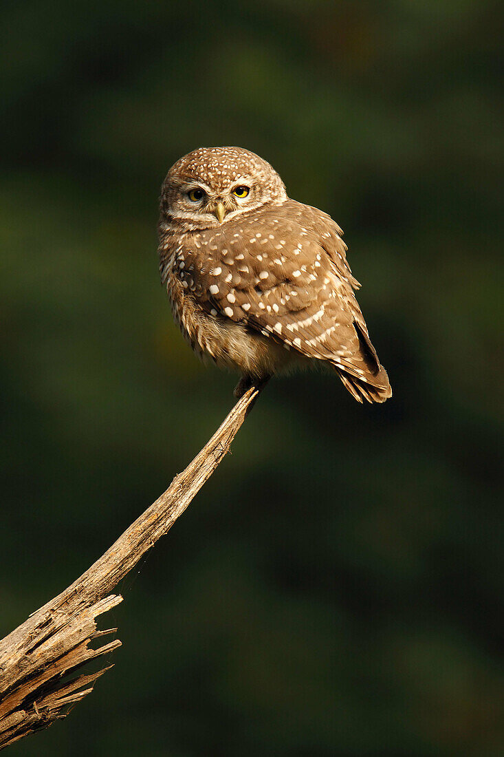 Spotted Owlet. Keoladeo Ghana National Park,  Rajasthan,  India