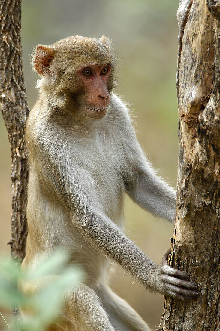 Rhesus Macaque. Pench National Park,  Madhya Pradesh,  India