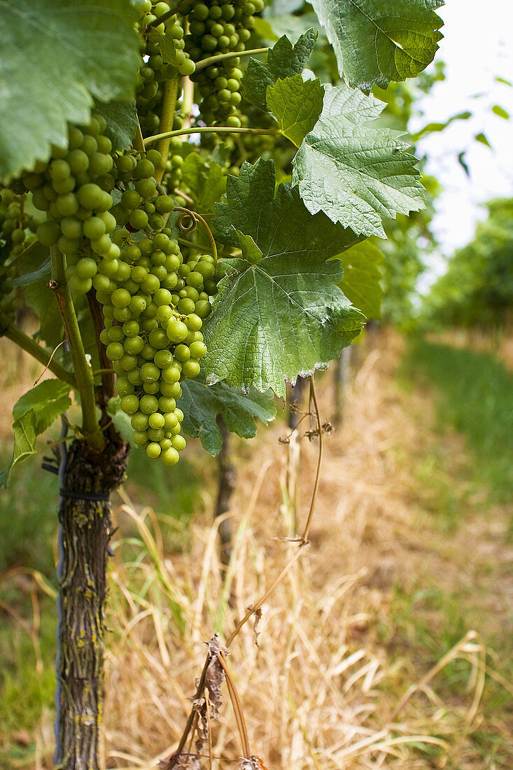 Grapefruit plant detail in a field