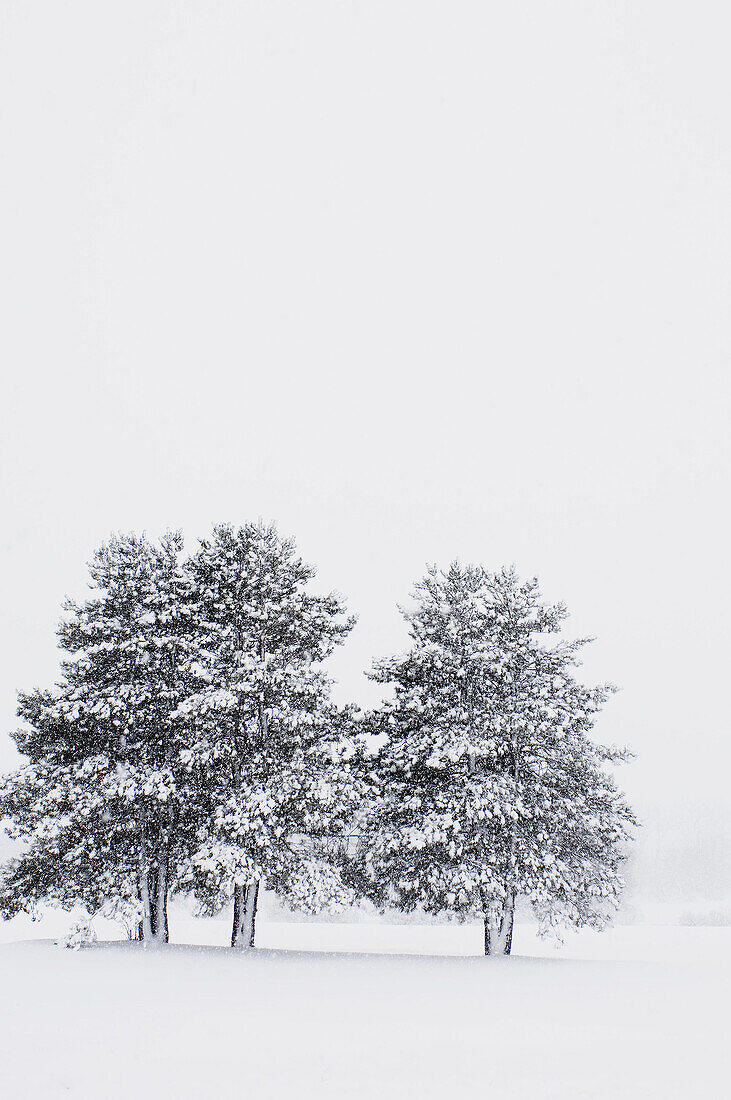 Three evergreen trees covered in snow in a pasture during a snowstorm in Minnesota
