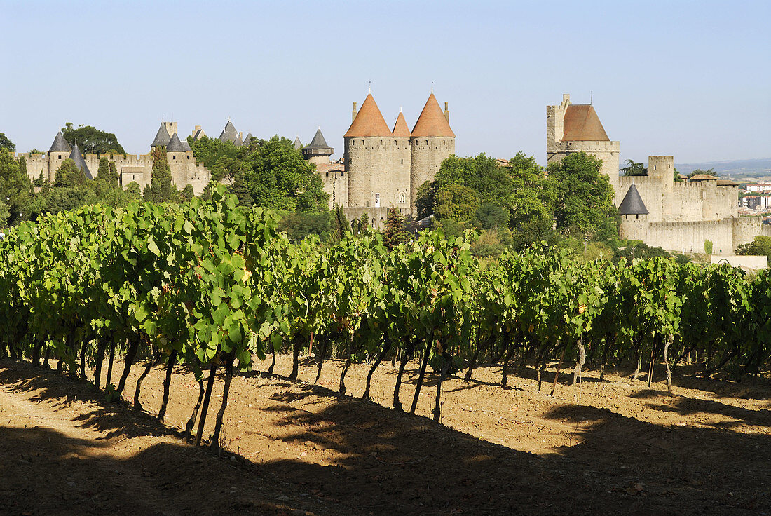 Carcassonne France Grape vines and the medieval walled Cité