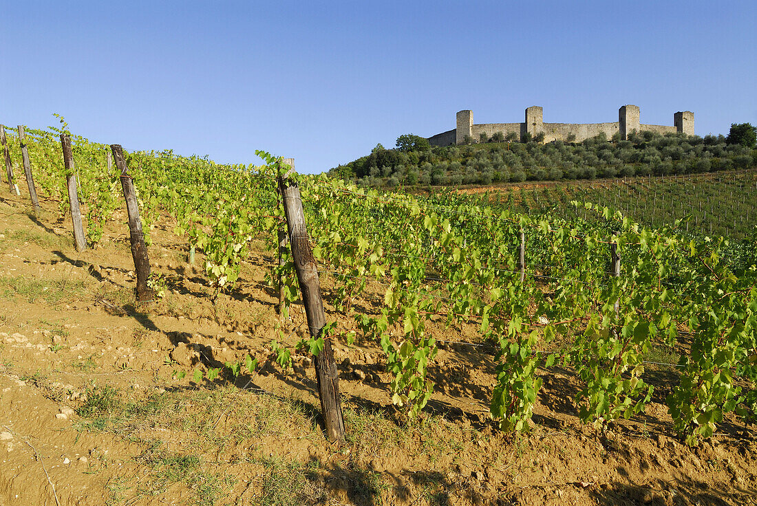 Monteriggioni Tuscany Italy Grape vines growing on the slopes below the medieval hill top town of Monteriggioni