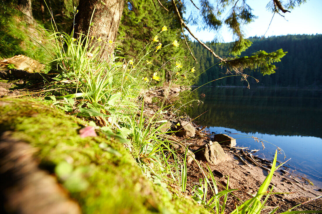 Lake Mummelsee, Seebach, Black Forest, Baden Wuerttemberg, Germany