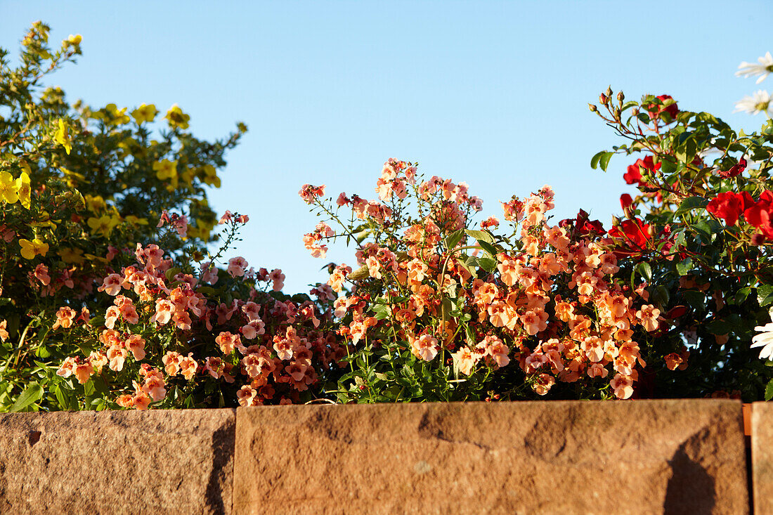 Blumenkästen, Hotel Bühlerhöhe, Bühl, Schwarzwald, Baden-Württemberg, Deutschland