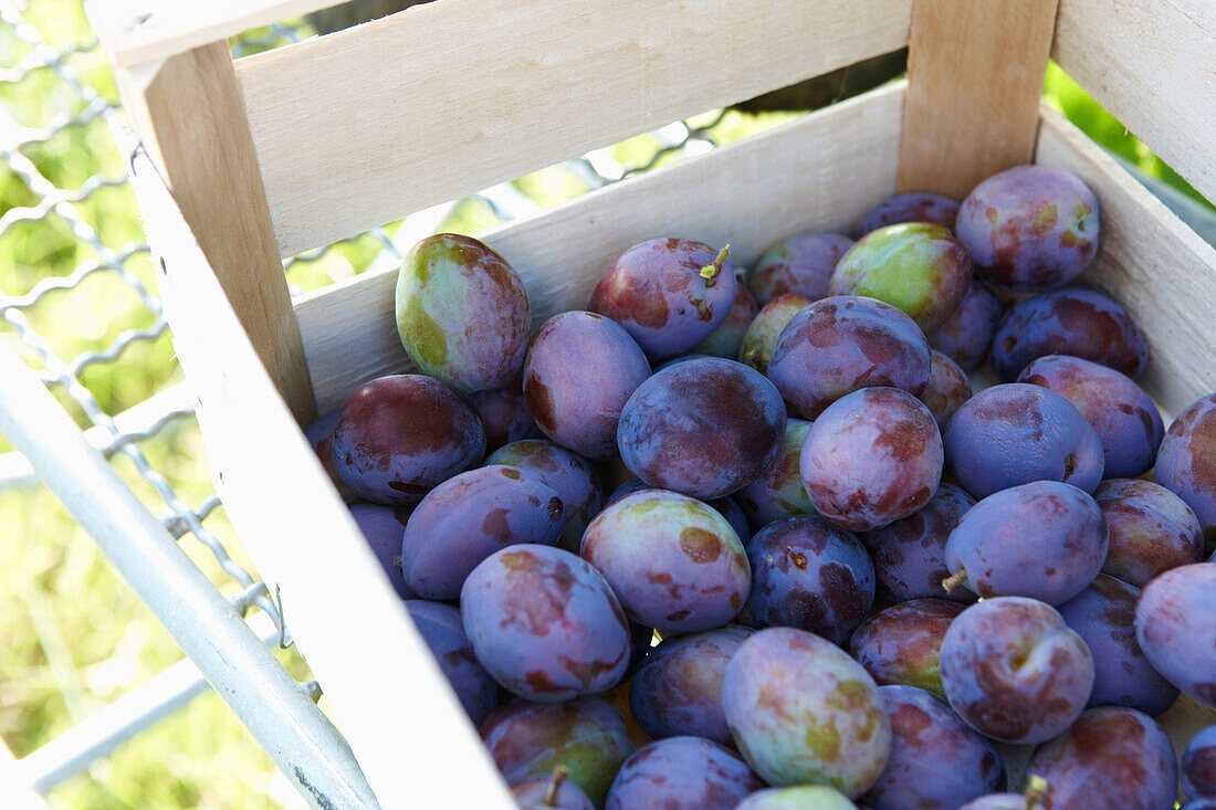 Plums in a wooden box, Baden-Baden, Baden-Wuerttemberg, Germany