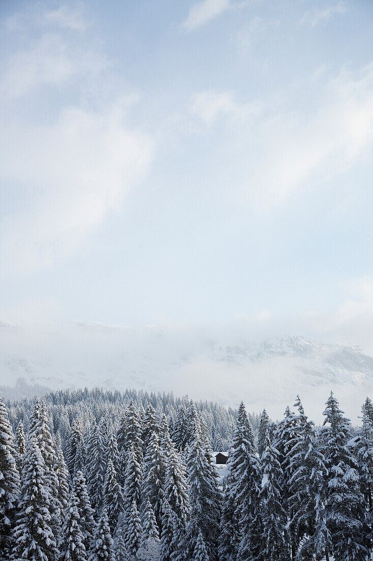 Snow covered conifer forest near Laax, Canton of Grisons, Switzerland