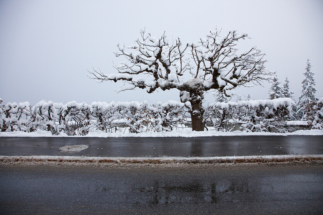 Snow covered tree beside road, Flims, Canton of Grisons, Switzerland