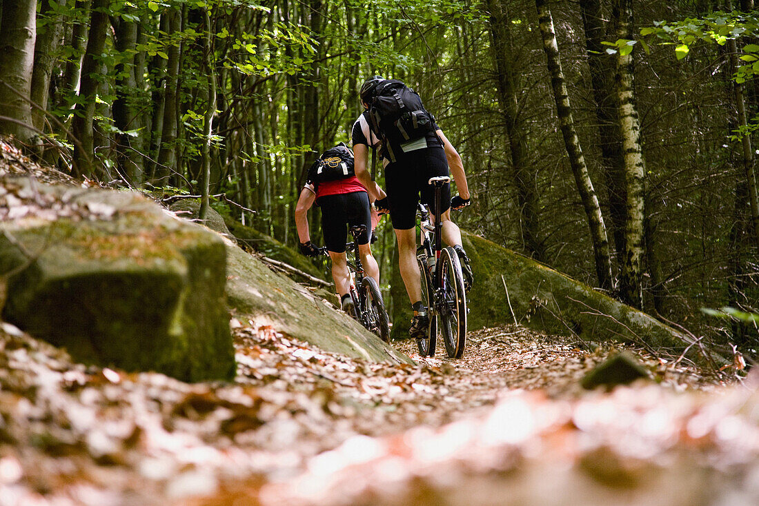 Mountainbikers passing forest trail, Palatine Forest, Rhineland-Palentine, Germany