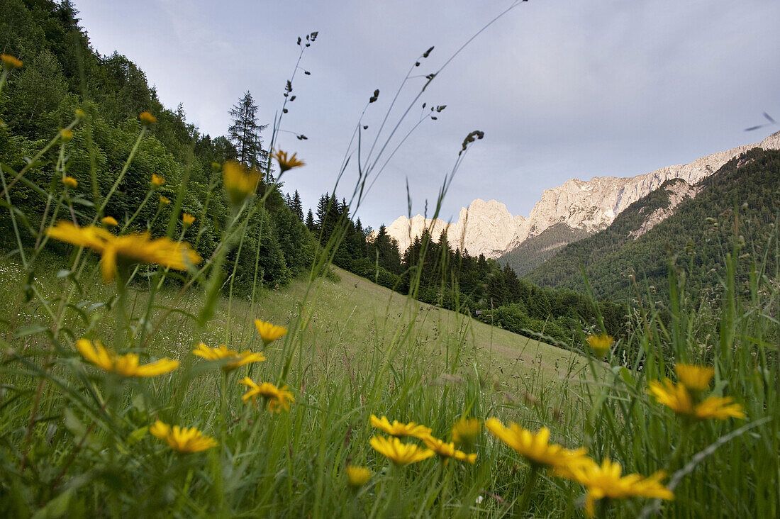 Blick über Blumenwiese auf Wilden Kaiser, Kaisertal, Ebbs, Tirol, Österreich
