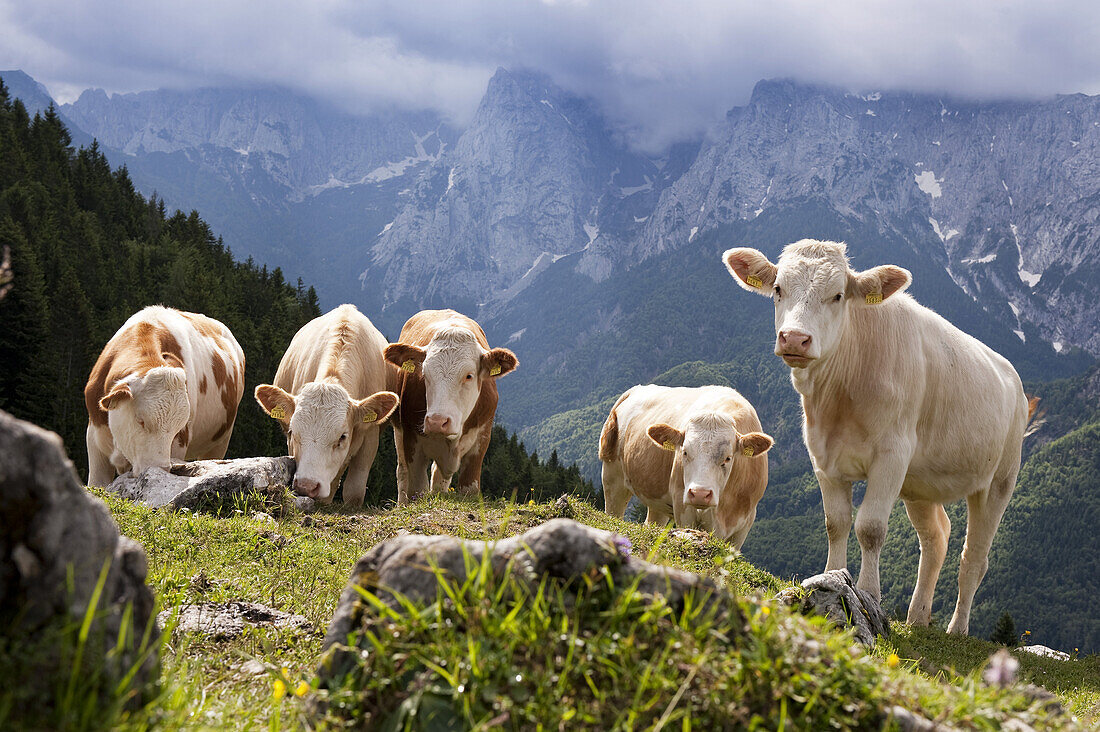 Kühe bei der Ritzau Alm, Kaisertal, Ebbs, Tirol, Österreich