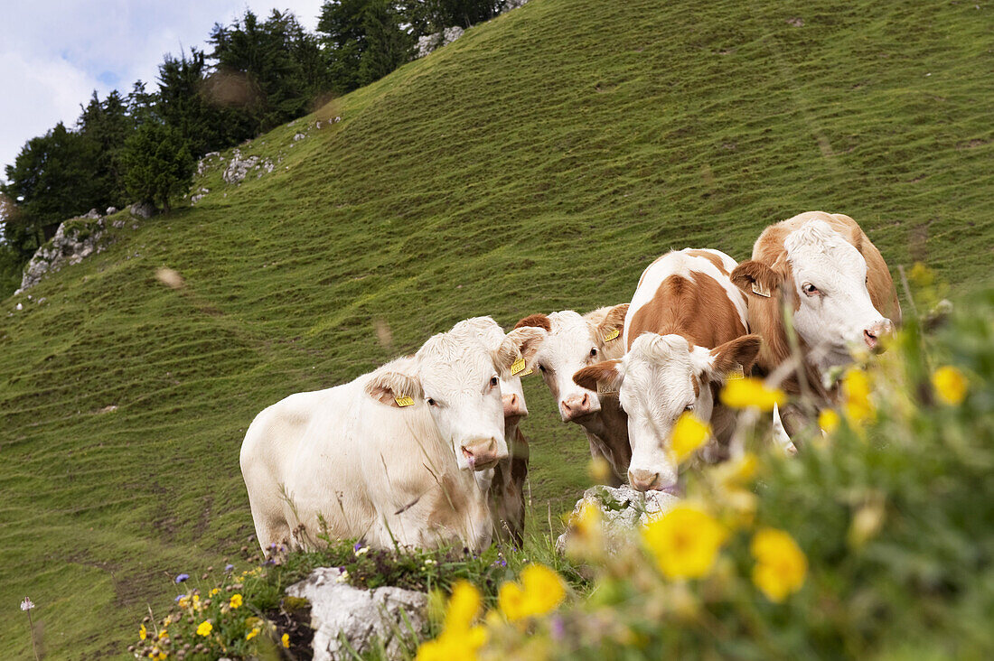 Cattle near Ritzau Alp, Kaisertal, Ebbs, Tyrol, Austria