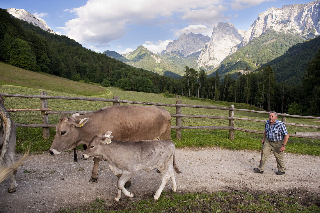 Farm servant and cows, farm Hinterkaiserhof, Kaisertal, Ebbs, Tyrol, Austria