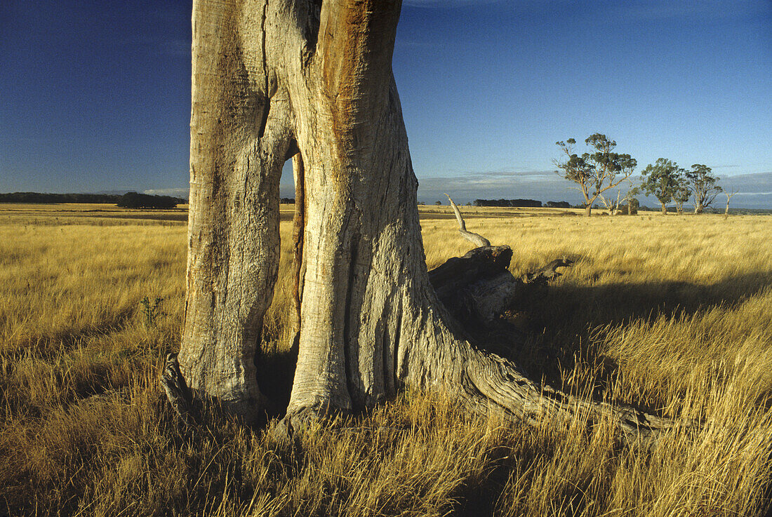 Eucalyptus tree in front of dry grass in the sunlight, Tasmania, Australia