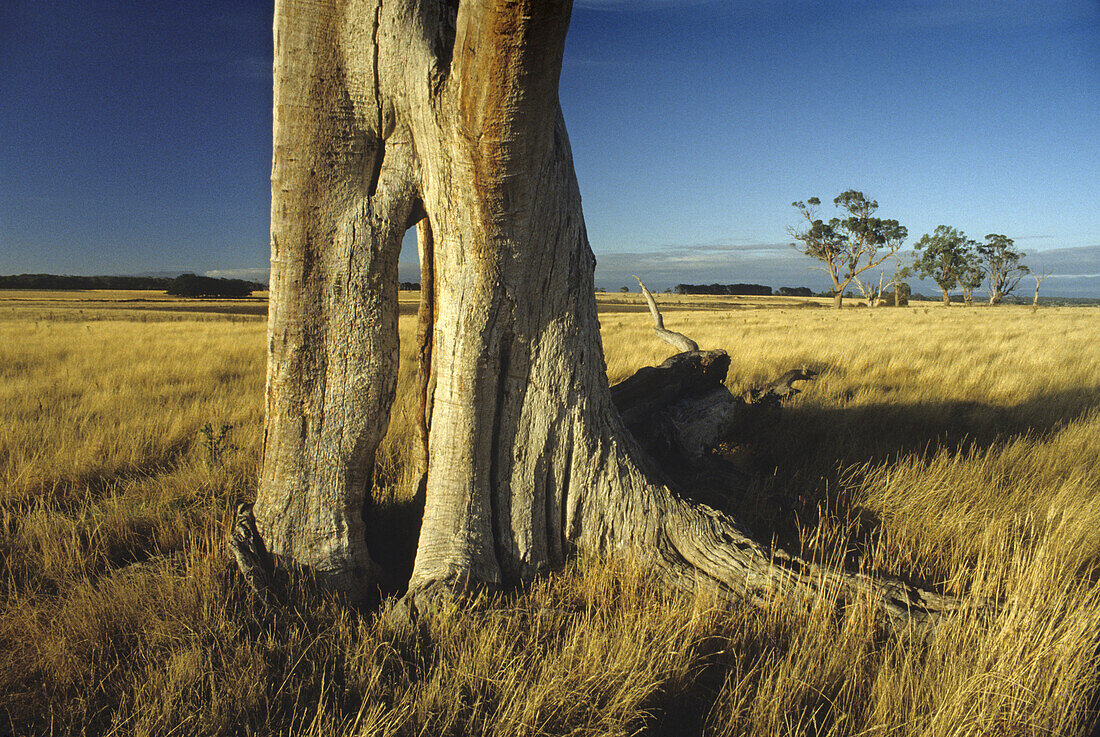 Eukalyptusstamm vor trockener Graslandschaft im Sonnenlicht, Tasmanien, Australien