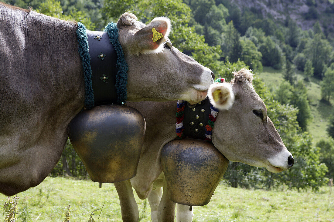Zwei Allgäuer Milchkühe mit Kuhglocken, Hintersteiner Tal, Bad Hindelang, Allgäu, Schwaben, Bayern, Deutschland