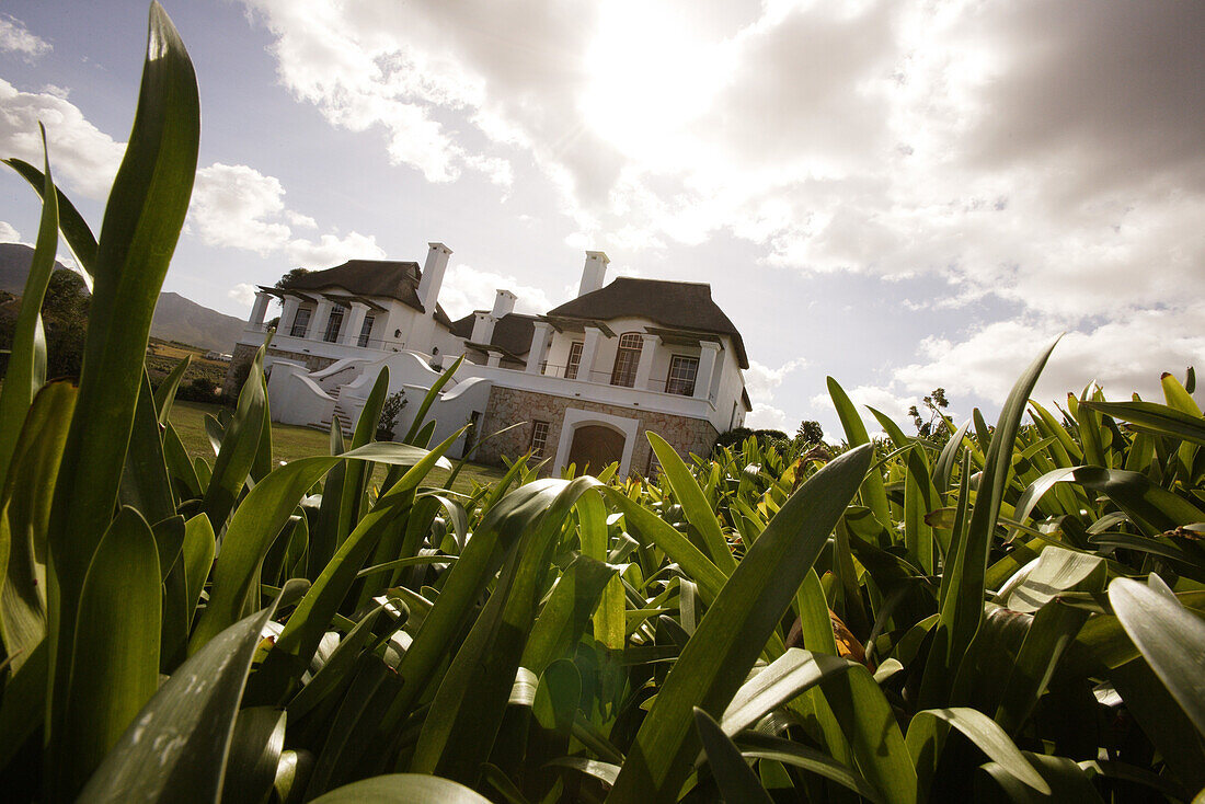 Homestead, vinyard Bouchard Finlayson, Hermanus, Western Cape, South Africa