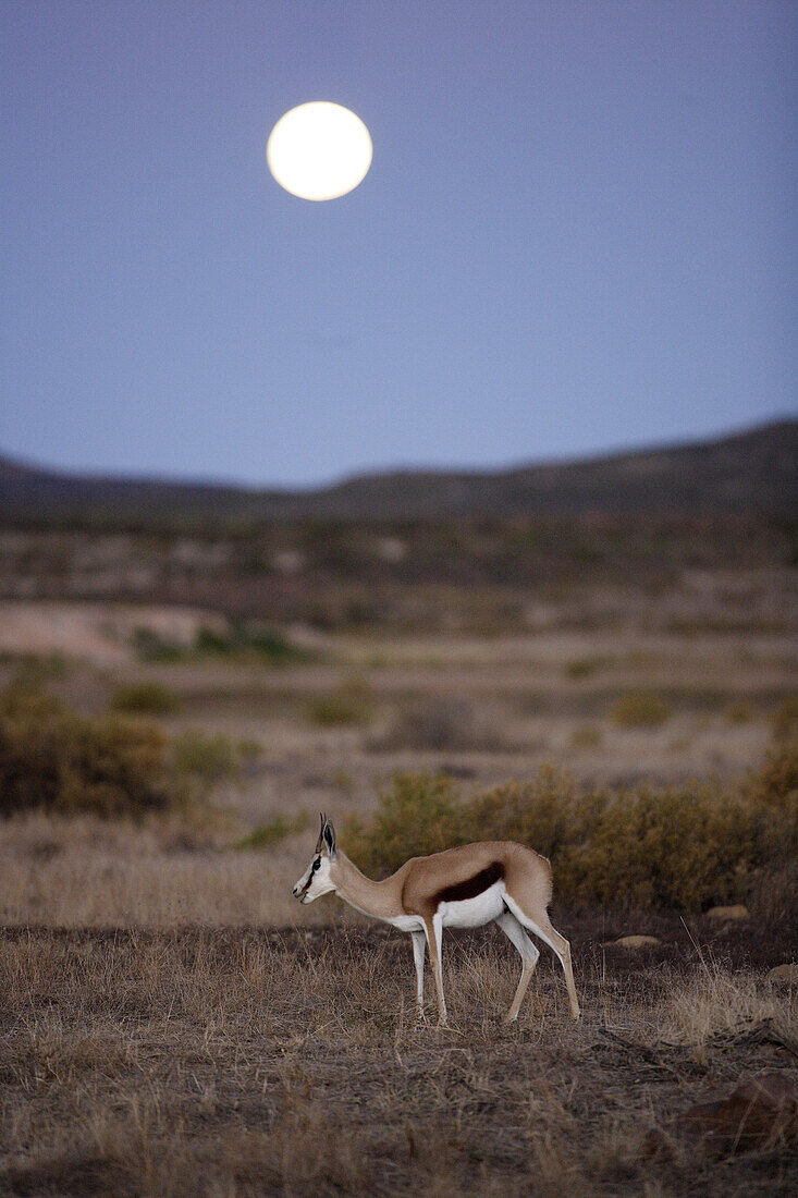 Springbok, Cederberg, Western Cape, South Africa
