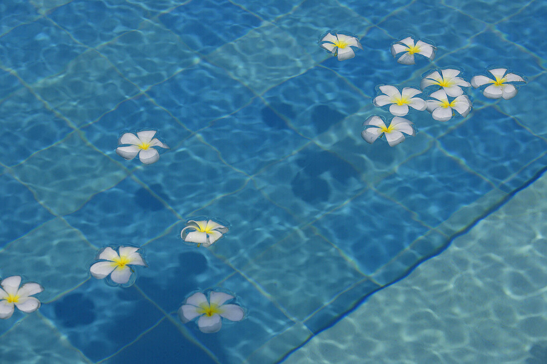 Frangipani-Blüten auf Wasseroberfläche