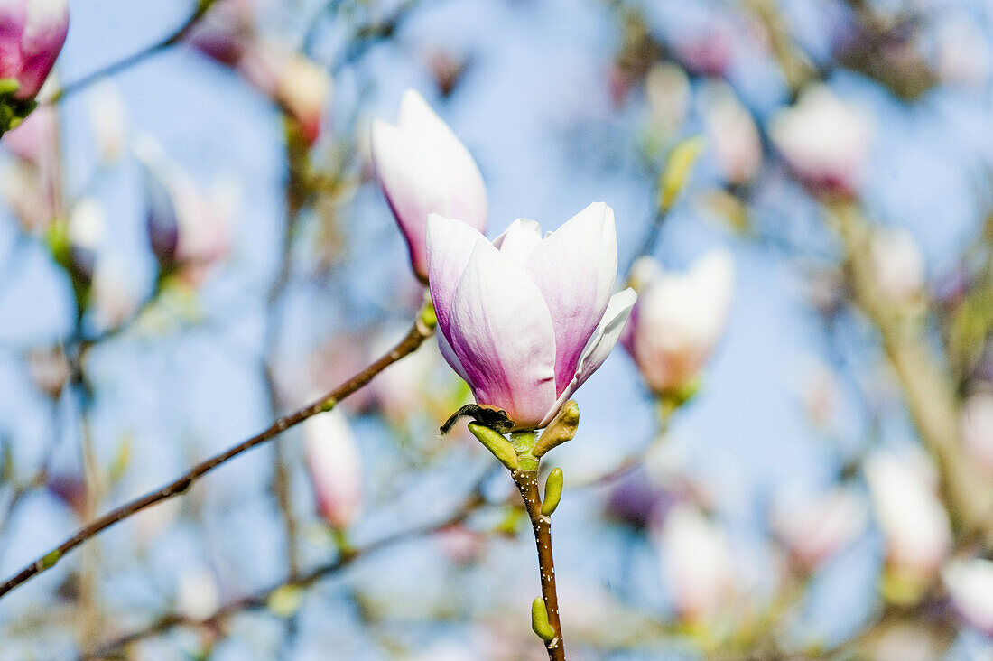 Blühende Magnolie im Frühling, Botansicher Garten, München, Bayern, Deutschland