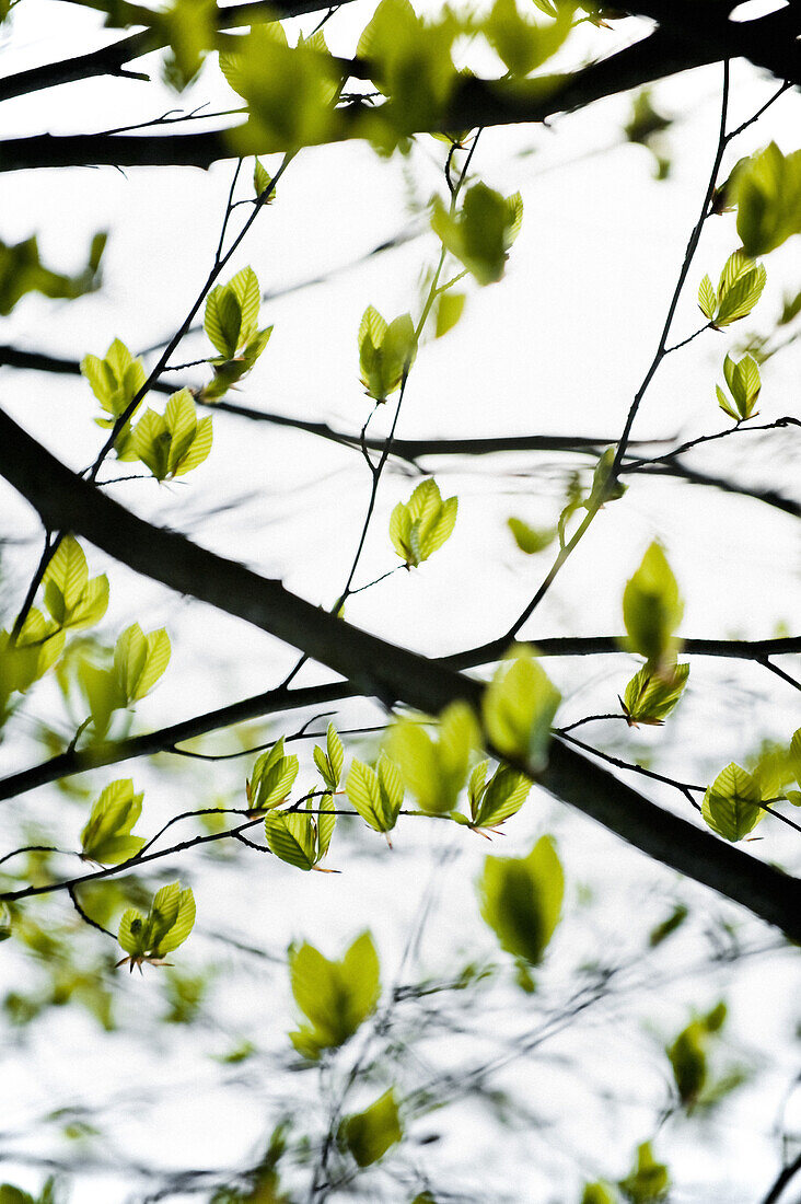 Laubbaum im Frühling, Botanischer Garten, München, Bayern, Deutschland