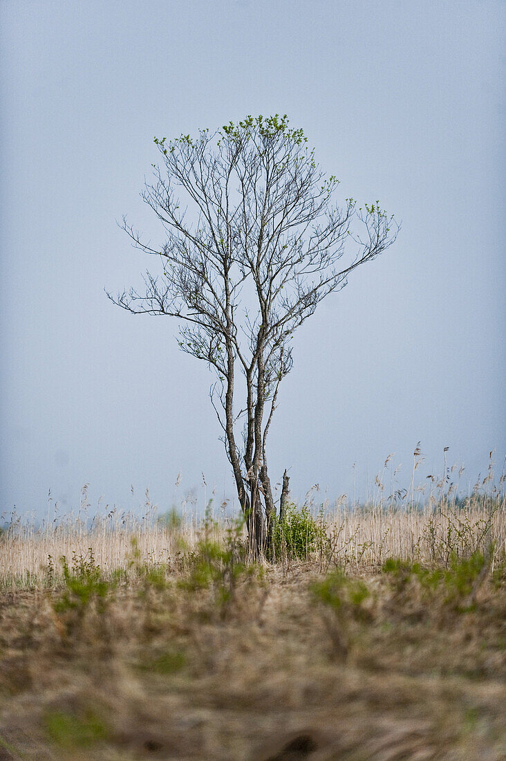 Bare tree, Murnau, Bavaria, Germany