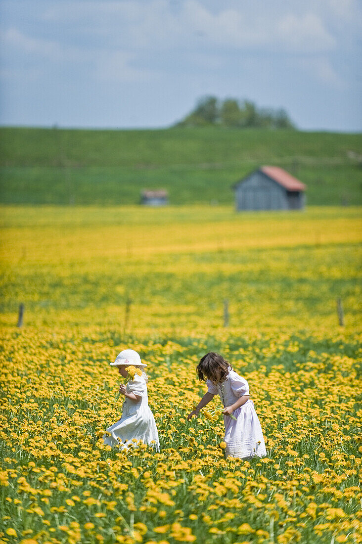 Two girls in meadow of dandelions, Antdorf, Upper Bavaria, Germany