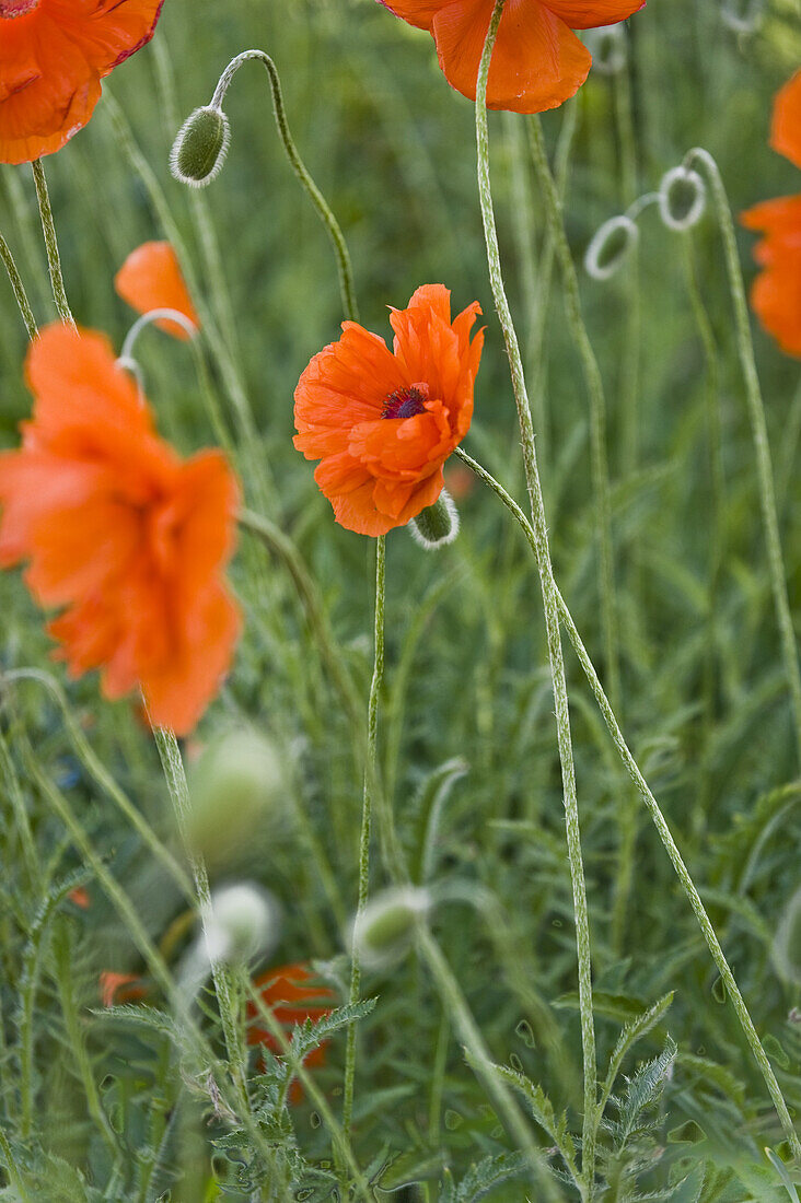 Blühender Klatschmohn, Berg, Bayern, Deutschland