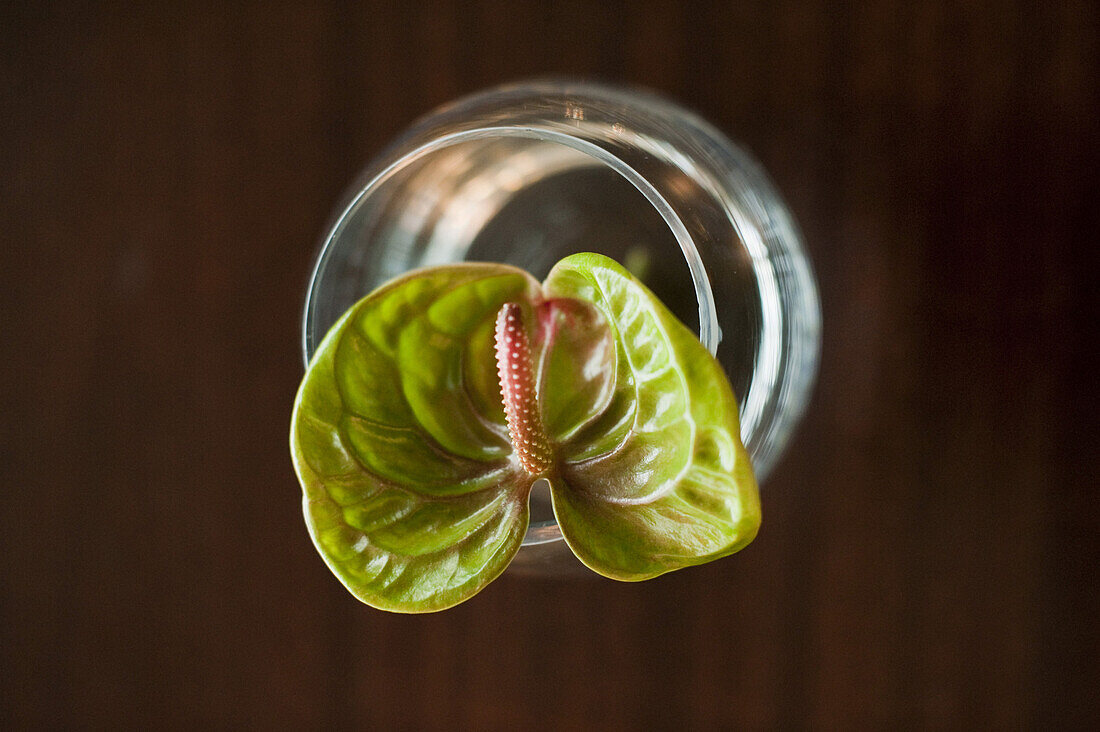 Flamingoblume in einer Vase, Bayern, Deutschland