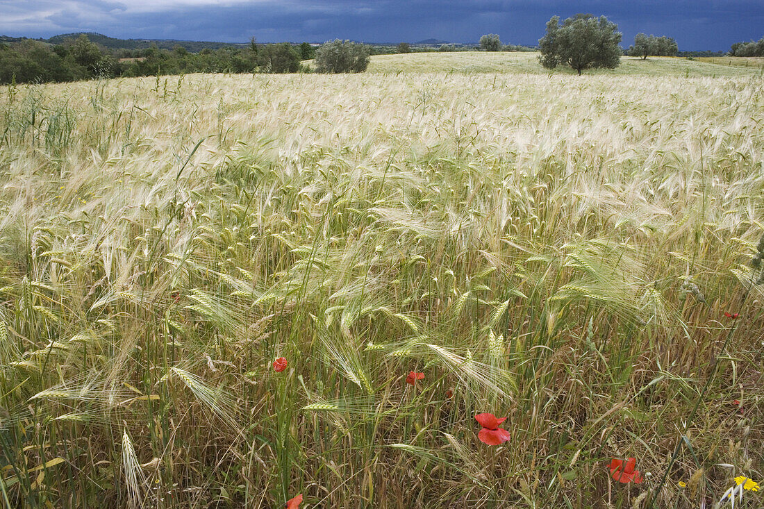 Landschaft unter Gewitterwolken bei Sovana, Toskana, Italien