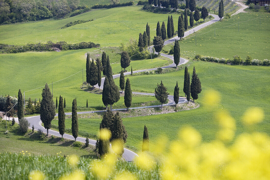 Geschwungene Zypressenallee in Montichiello, Toskana, Italien