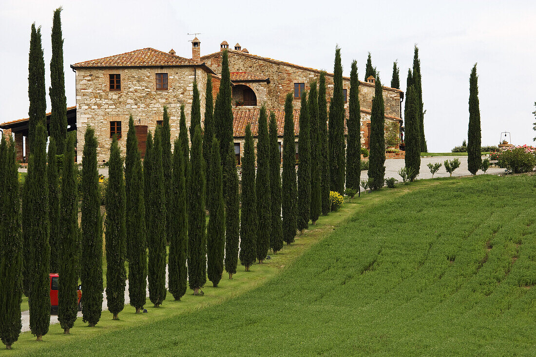 Cypress alley and farm, San Quirico d'Orcia, Tuscany, Italy