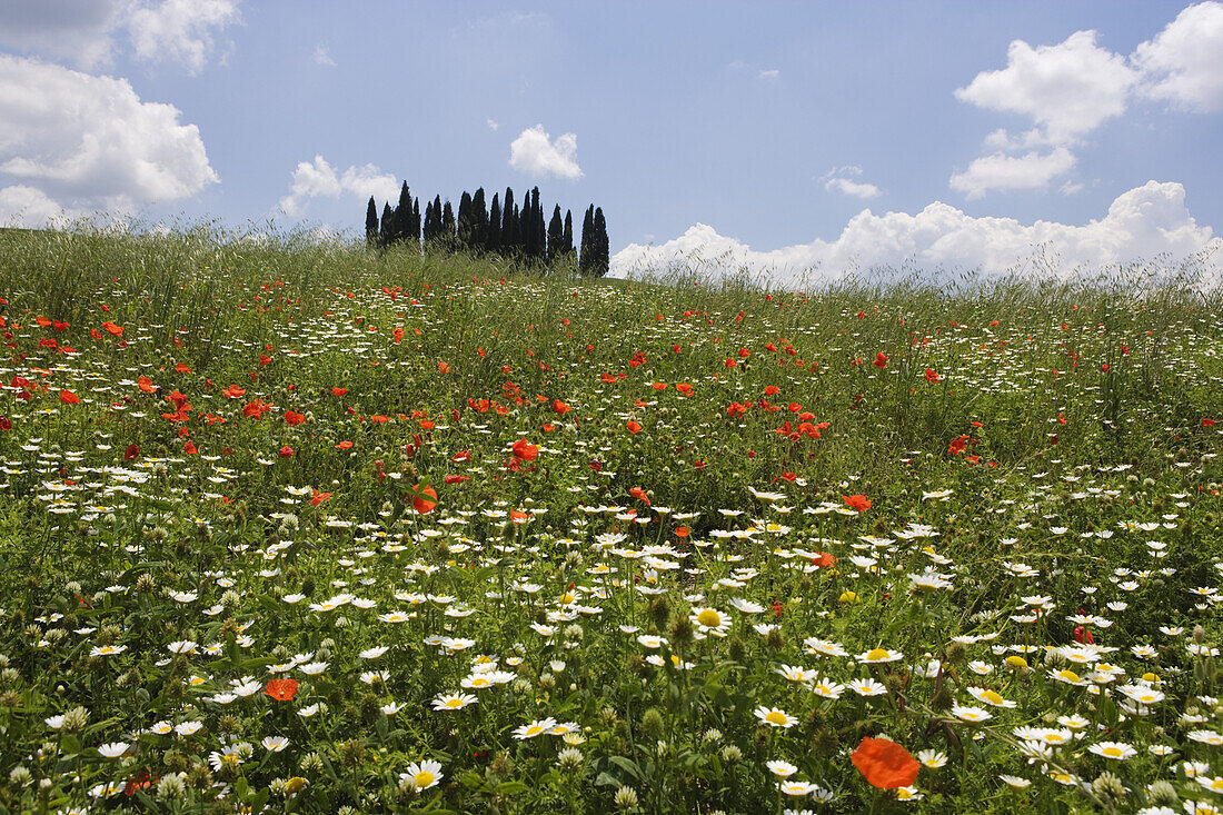 Spring meadow near San Quirico d'Orcia, Tuscany, Italy