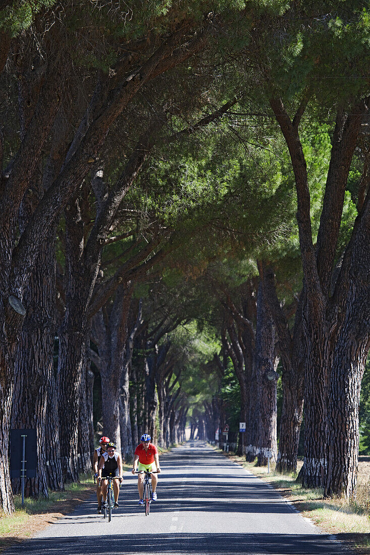 Schirmpinienallee in der Maremma, Toskana, Italien