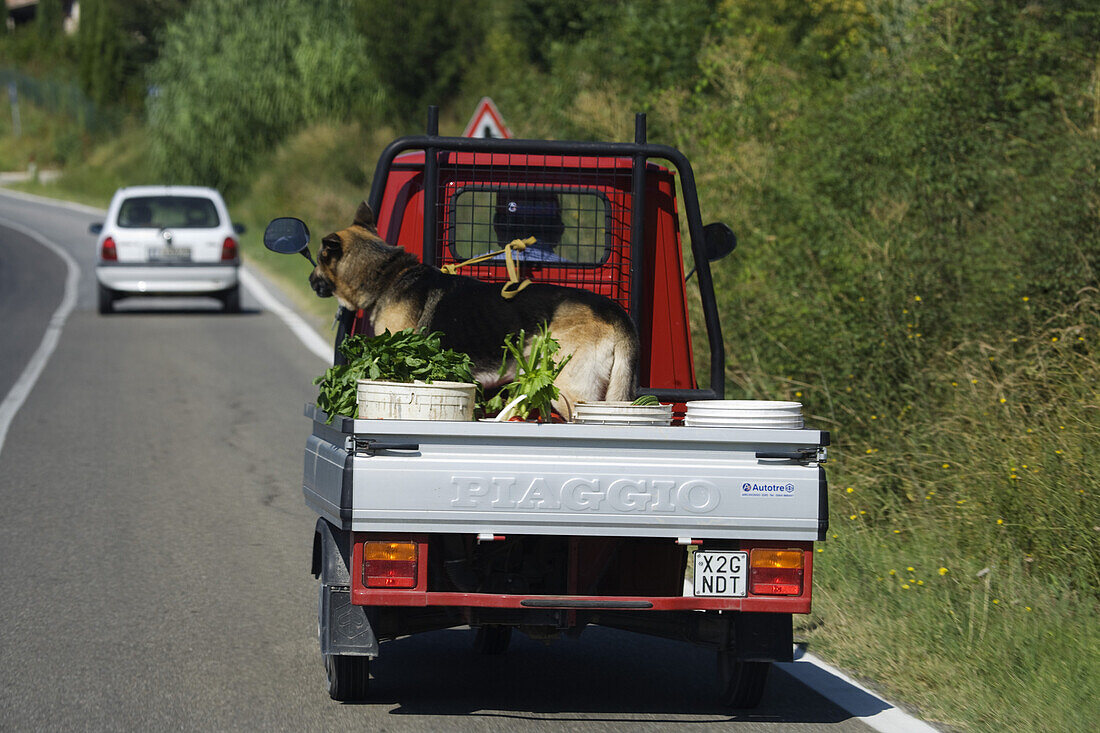 Dog on a Piaggio transporter, Saturnia, Tuscany, Italy