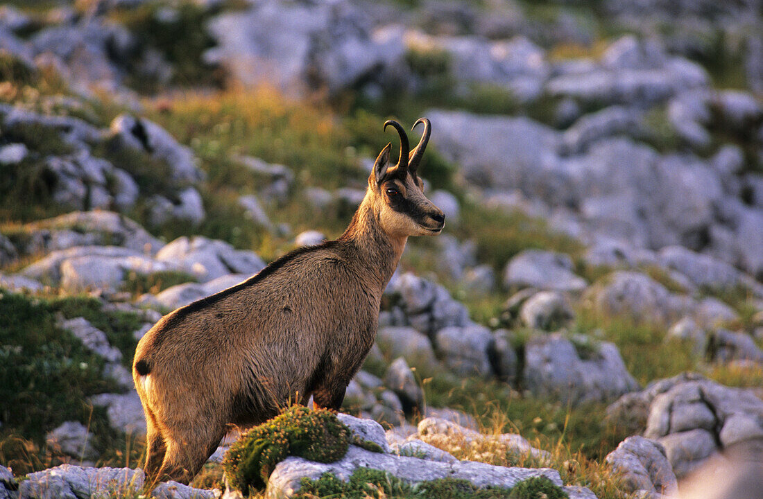 chamois in the alps