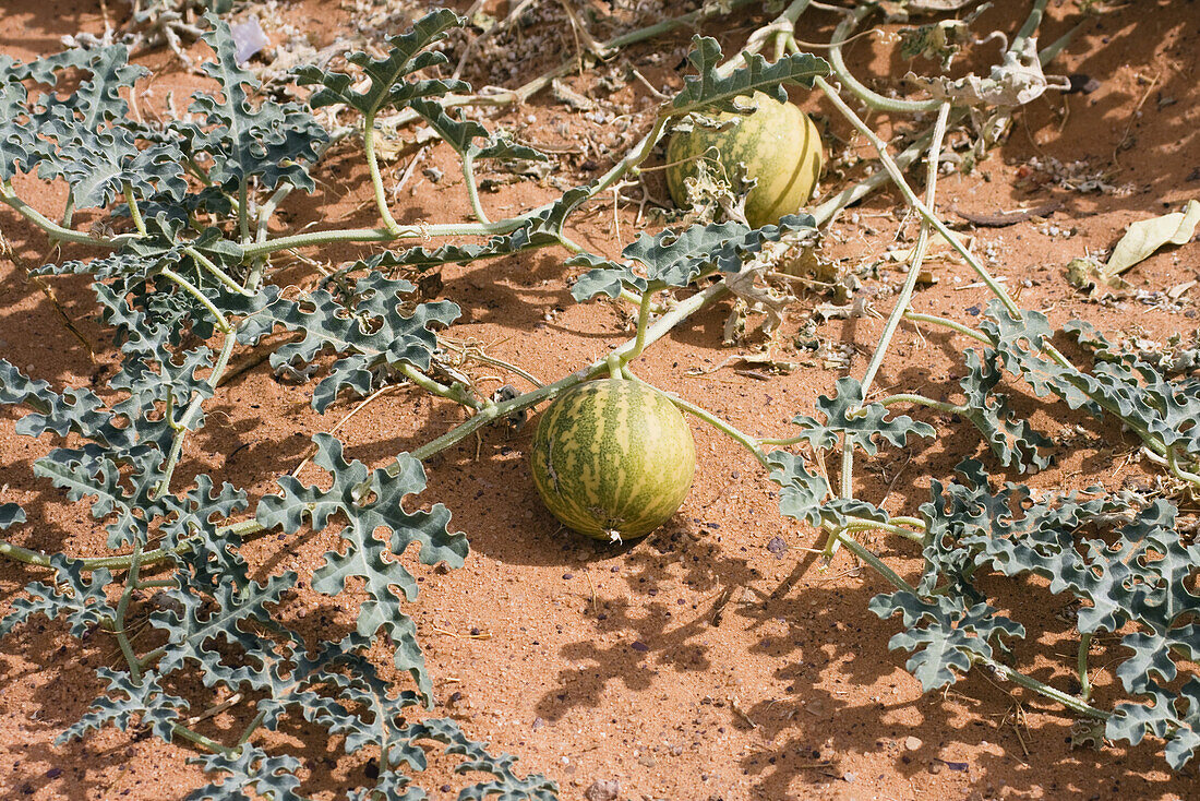 Colocynth Bitter Apple, Citrullus colocynthis, desert, Libya, North Africa