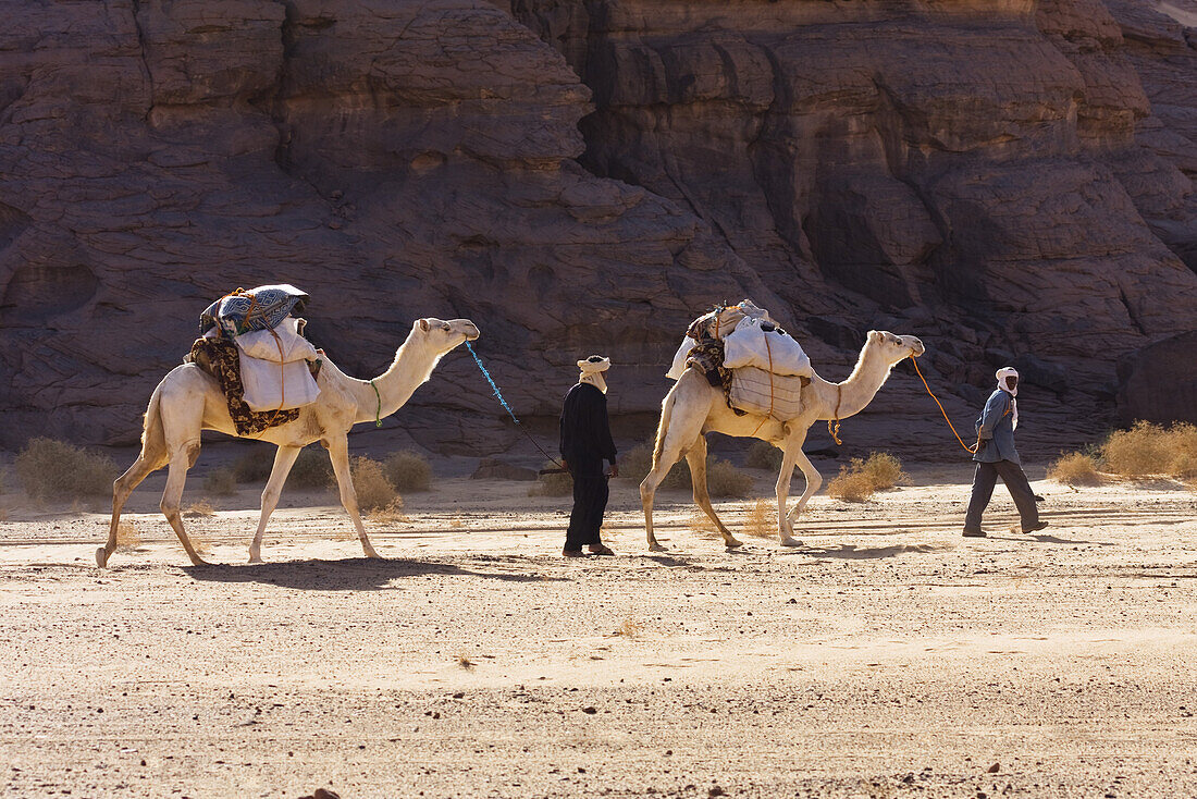 Camel Caravan in the libyan desert, Dromedaries, Camelus dromedarius, Akakus mountains, Libya, Sahara, North Africa