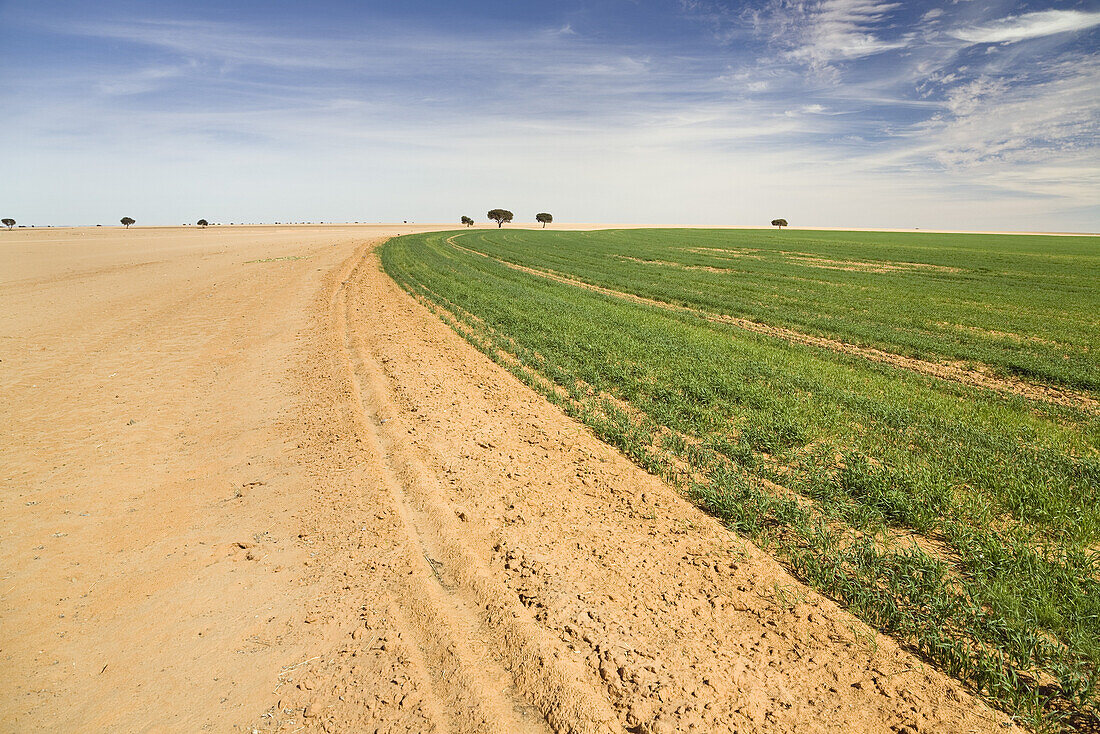 Irrigation project in the libyan desert, Libya, Sahara, North Africa