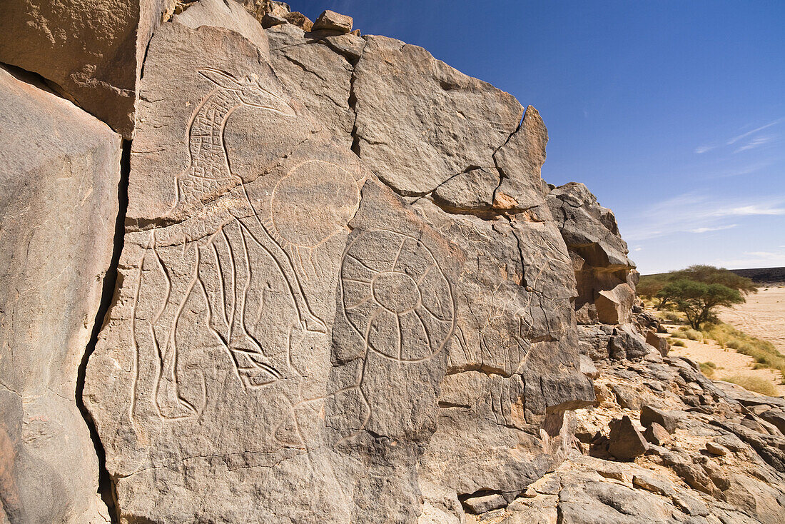 Stone engravings of Giraffes in Wadi Mathendous, Wadi Barjuj, Stony Desert, Libya, Sahara, North Africa