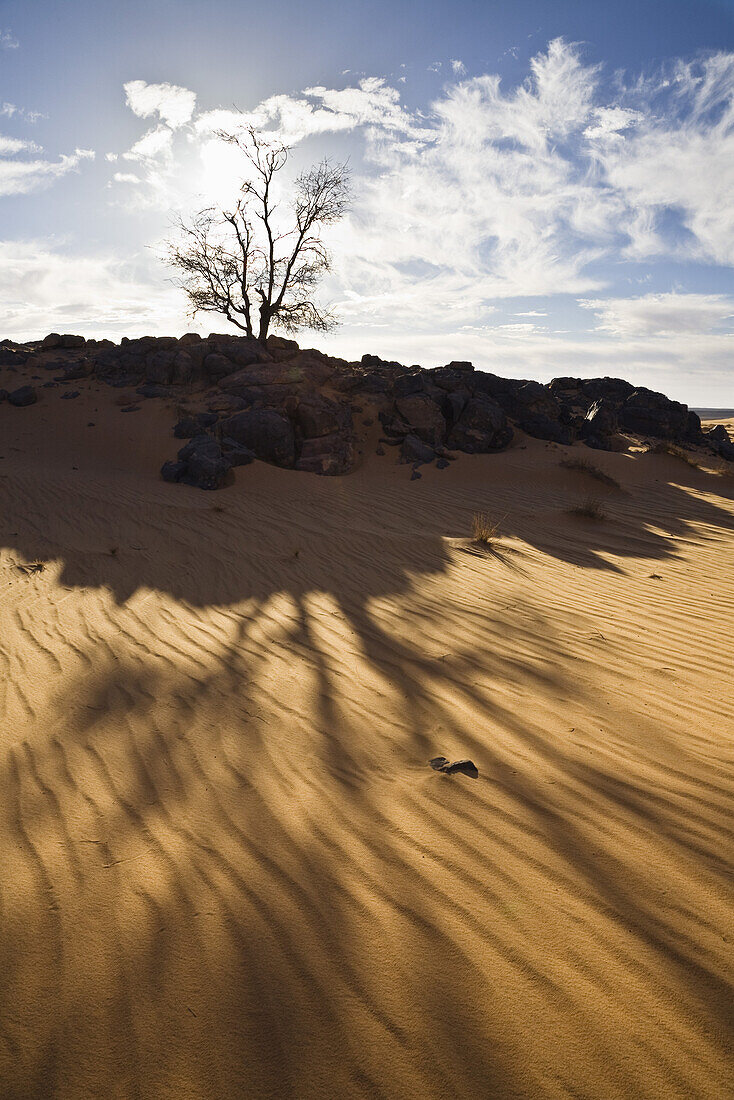 Tree in Stony Desert, Libya, Sahara, Africa